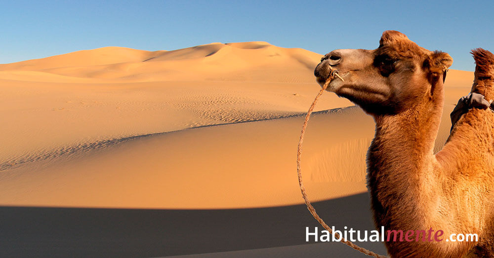 camello desierto
