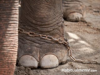 Los hábitos, qué son, cómo se forman y cómo cambiarlos según la ciencia