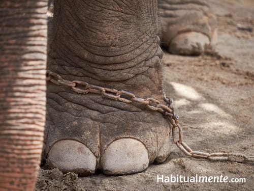 Los hábitos, qué son, cómo se forman y cómo cambiarlos según la ciencia